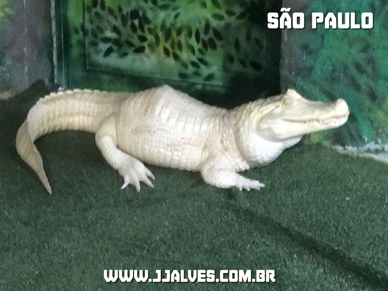 viagem-sampa-2017-aquariosaopaulo